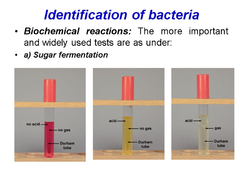 Identification of bacteria  Biochemical reactions: The more important and widely used tests are